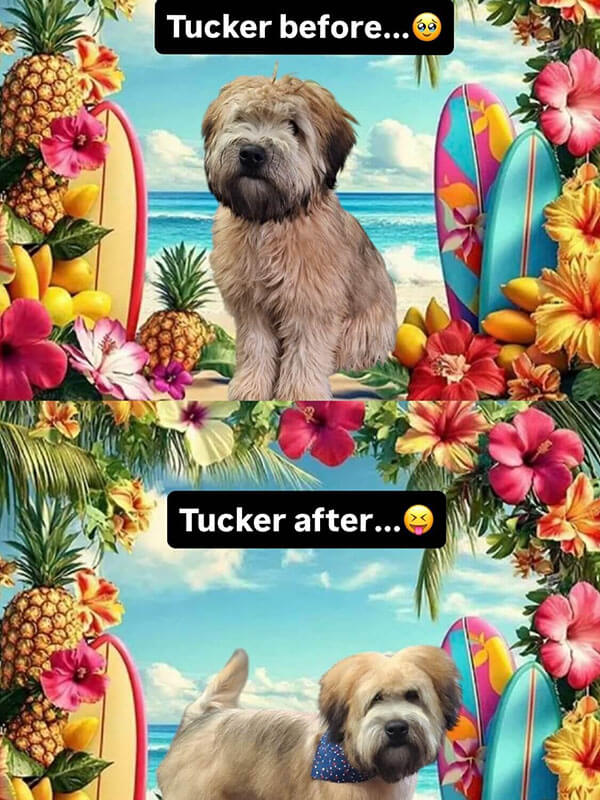 Tucker