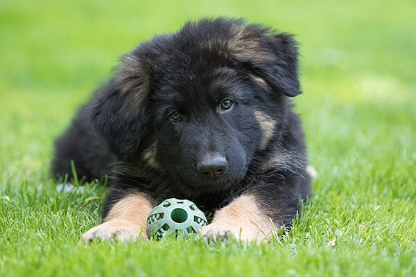 Brain Twister Game enrichment - interactive treat toy for mental stimulation