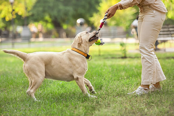 One-on One 15 enrichment - 15 minutes of individual playtime with toys
