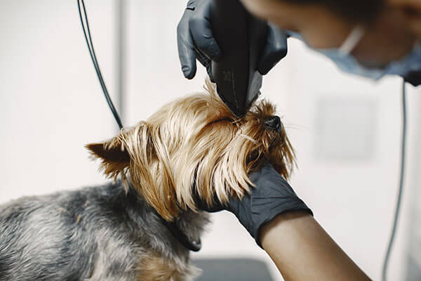 Face, Feet and Sanitary Shave grooming add-on service