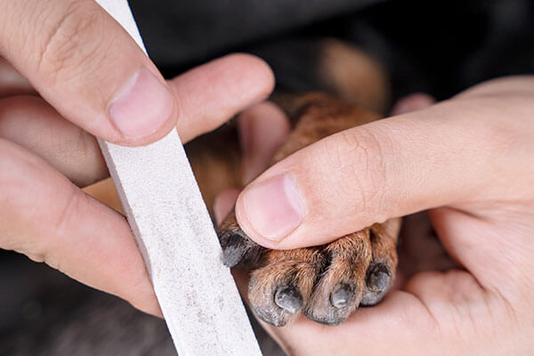 Nail Buffing add-on service for dogs