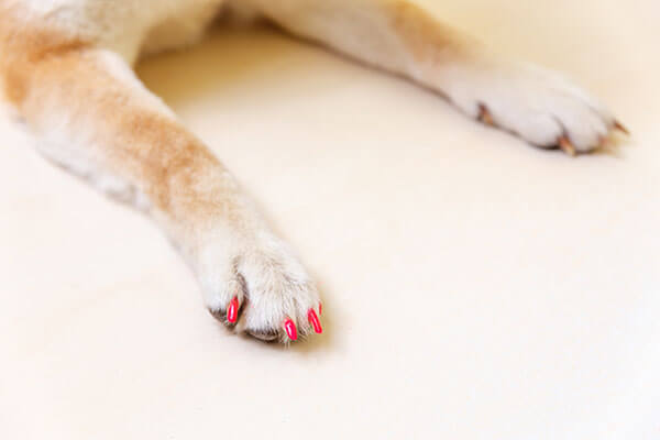 Nail Polish add-on service for dogs with fun color designs