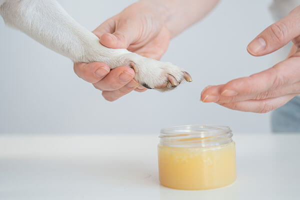 Soft Paws nail caps service for cats and dogs