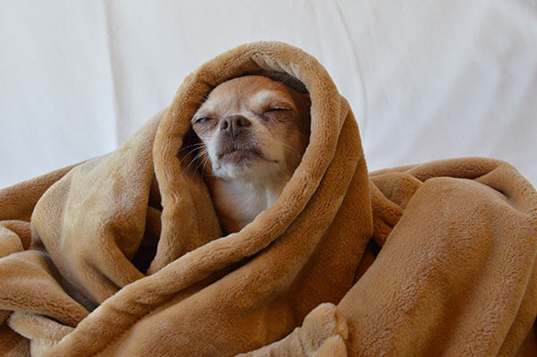 Warm Blanket enrichment - fresh warm blanket at bedtime for comfort