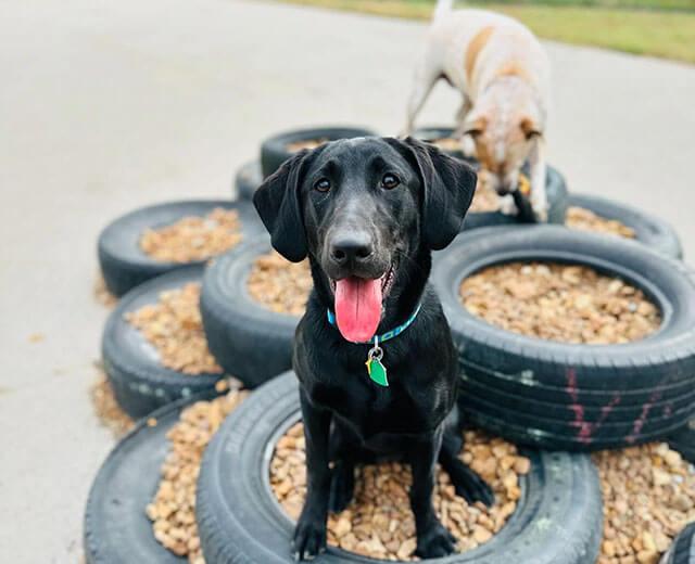 Doggie Daycare