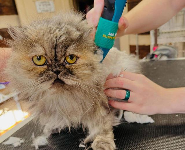 Grooming